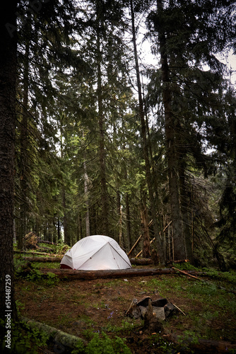 White tent in old and mist pine forest. Camping. Green tourism concept. Rainy day. Summer in Carpathian Mountains. Ukraine