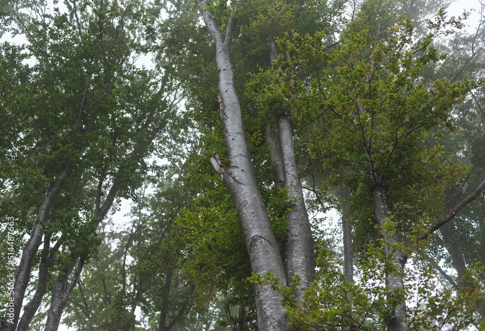 Fototapeta premium Birch forest on mountain on foggy day.