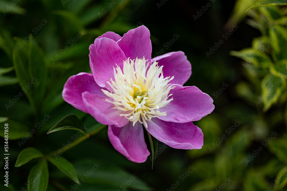 Traumhafte, aufgeblühte, pinke Pfingstrose aus einem deutschen garten Traumhafte, aufgeblühte, pinke Pfingstrose aus einem deutschen garten