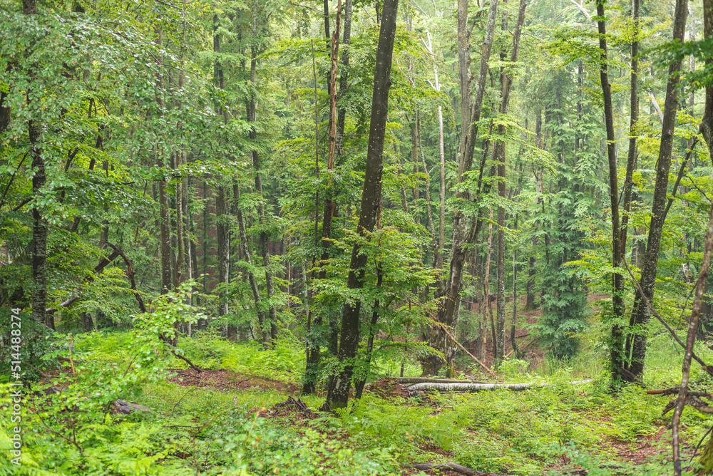 Birch forest on mountain on foggy day. Birch forest on mountain on foggy day.