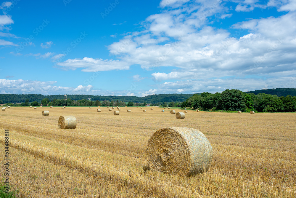 Fototapeta premium Hay bales in a farm field. The autumnal season