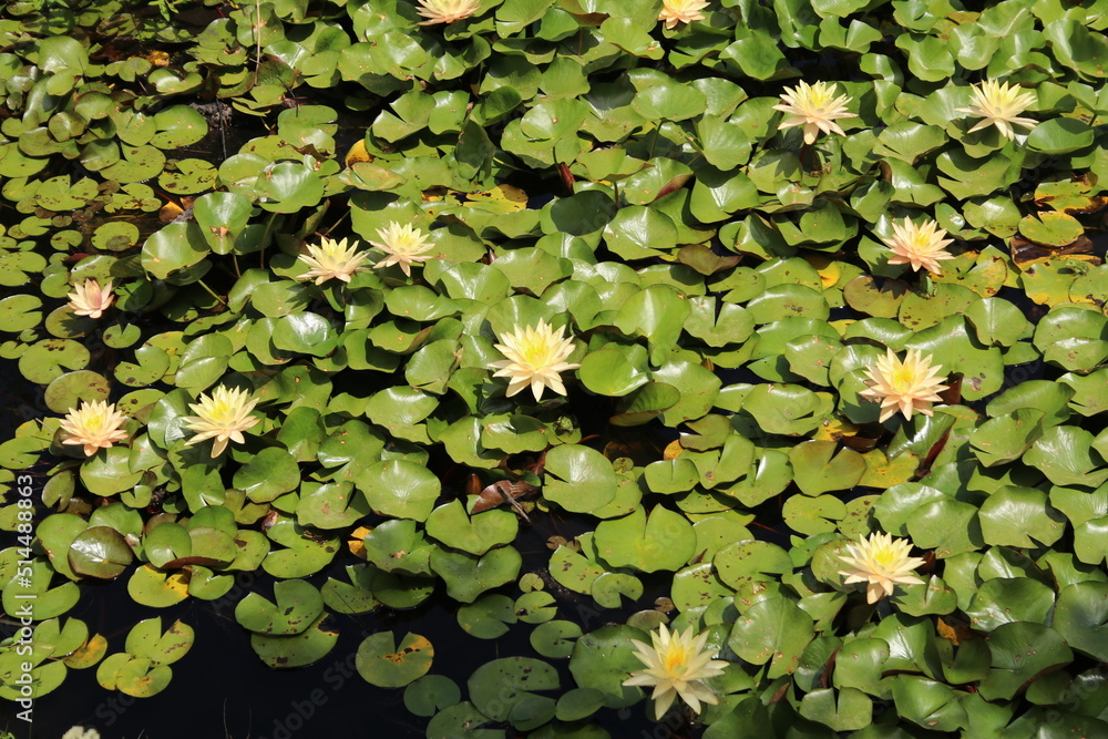 Yellow Waterlily on a pond, dark water on lower edge, Corsica, France Yellow Waterlily on a pond, dark water on lower edge, Corsica, France