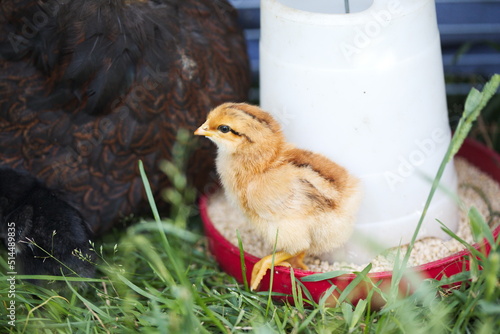 Wallpaper Mural Baby chicks on a small farm in the country. Small scale poultry farming in Ontario, Canada. Torontodigital.ca