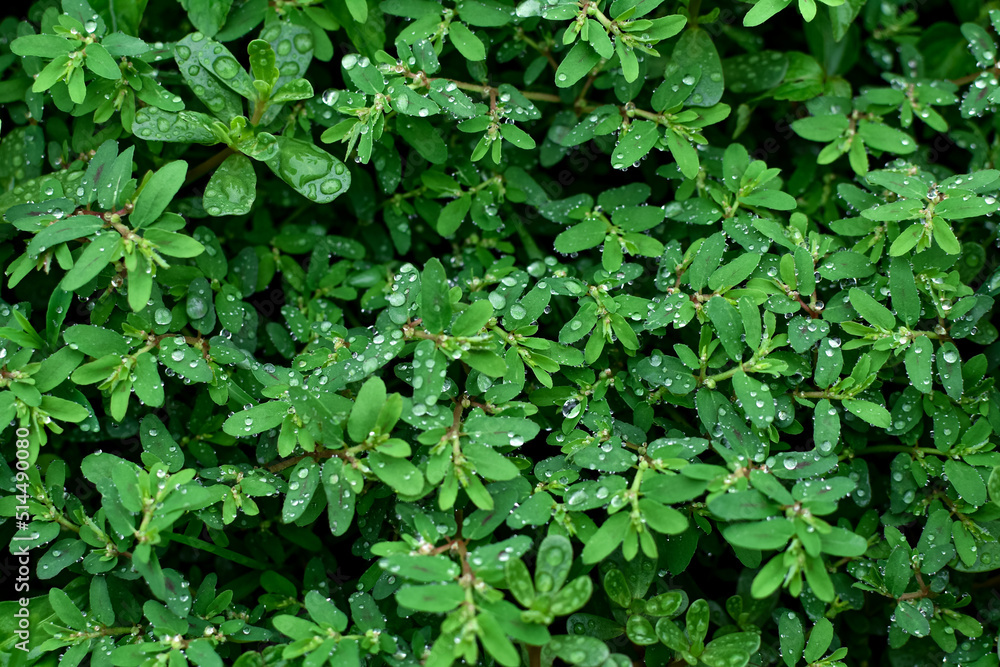 Drops of water after rain on the green leaves of a grass plant. Natural green background. Drops of water after rain on the green leaves of a grass plant. Natural green background.