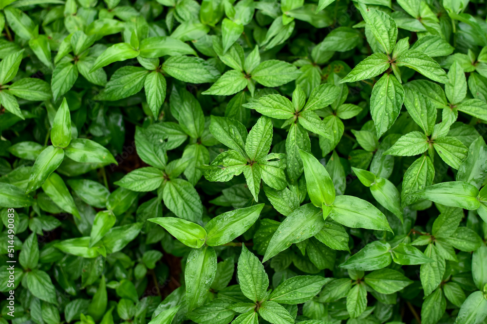 The leaves of the plant are green drops of water after rain in the meadow. Natural background. The leaves of the plant are green drops of water after rain in the meadow. Natural background.