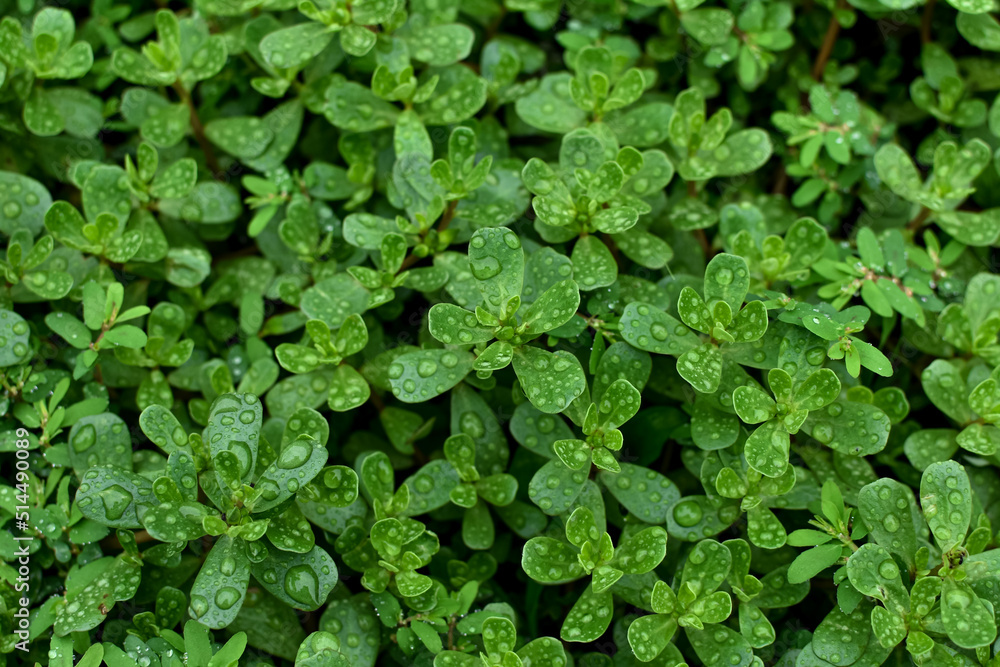 Green plant grass water drops after rain, macro. Natural green background. Green plant grass water drops after rain, macro. Natural green background.