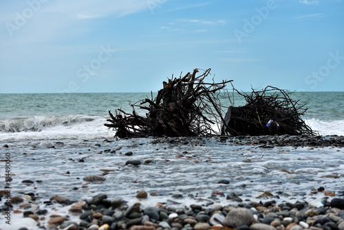 Natural seascape  sea  sky. A tree on the shore after a storm.