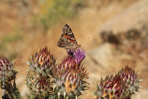 Painted Lady Butterfly, Corsica, France