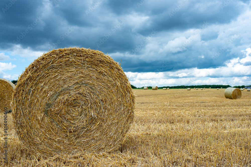 Hay bales in a farm field. The autumnal season Hay bales in a farm field. The autumnal season