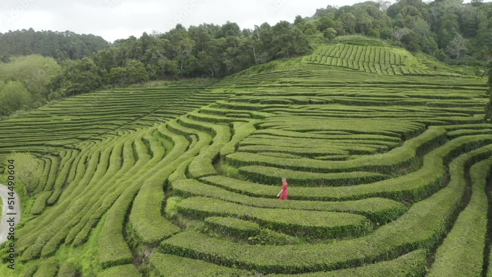 Aerial View of woman in the maze of flower beds along the hill, Sao Bras, Maia, Azores, Portugal. Aerial View of woman in the maze of flower beds along the hill, Sao Bras, Maia, Azores, Portugal.