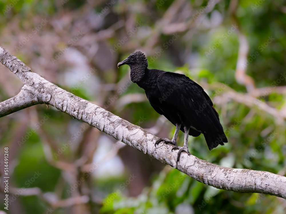 Black Vulture on the tree branch against green background