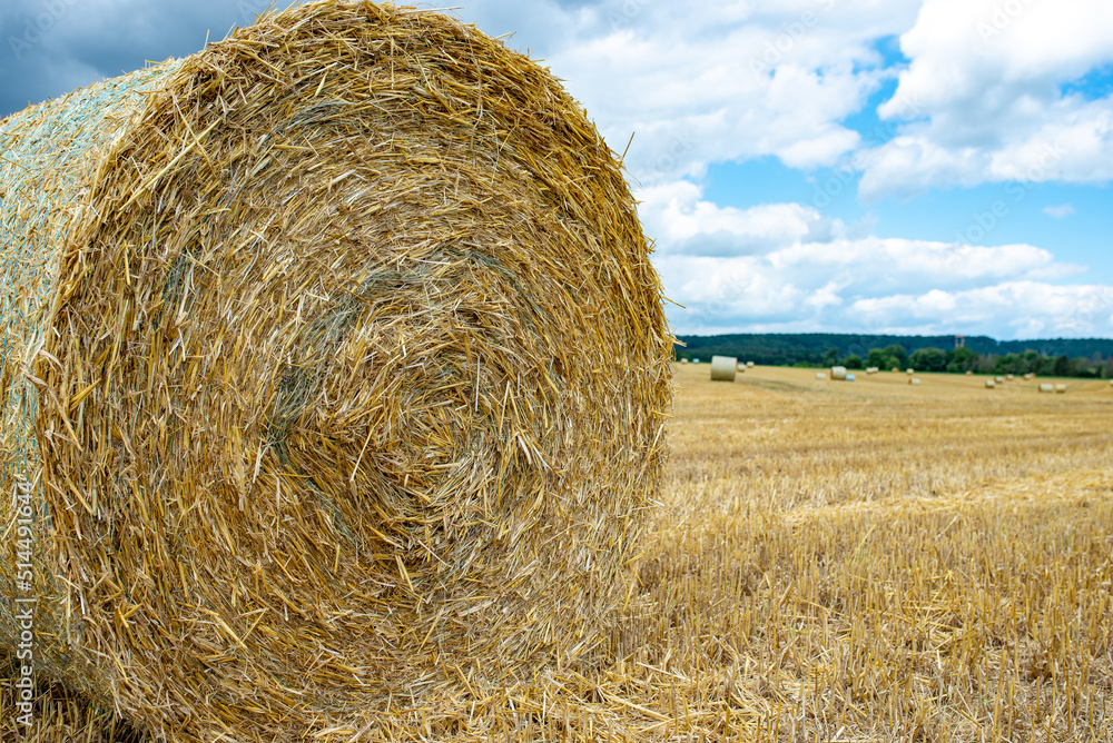 Hay bales in a farm field. The autumnal season Hay bales in a farm field. The autumnal season
