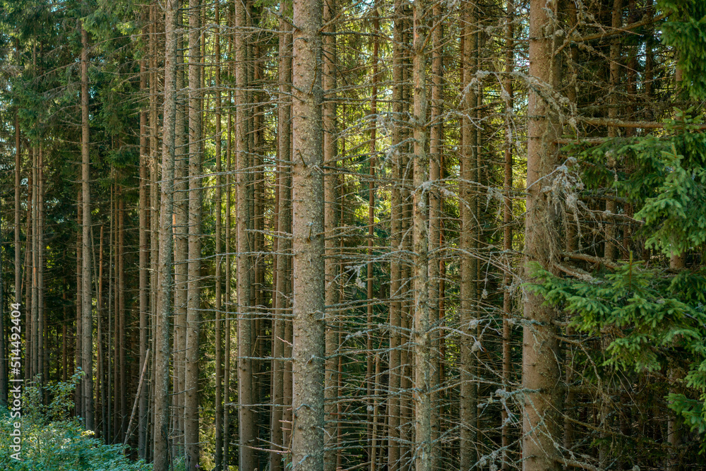 Many tall tree trunks in the big forest. Environment. Plant. Growth. Tranquility. Enchanting. Silence. Sunlight. Grove. Morning. Botany. Idyll. Tree Trunk. Dry Many tall tree trunks in the big forest. Environment. Plant. Growth. Tranquility. Enchanting. Silence. Sunlight. Grove. Morning. Botany. Idyll. Tree Trunk. Dry