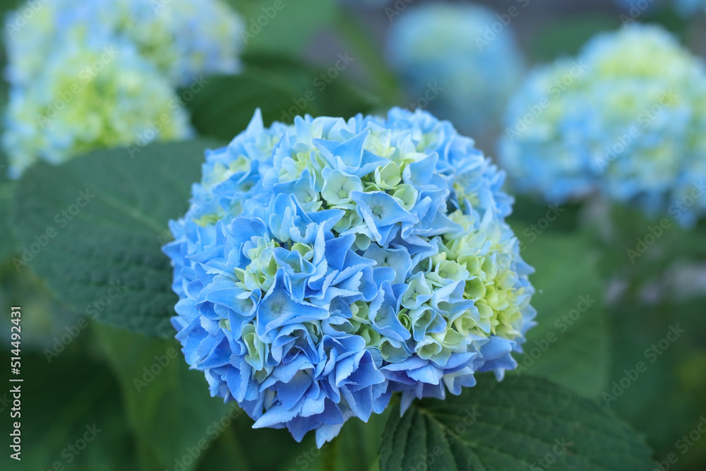 Hortensia. Selective focus on beautiful bush of blooming blue Hydrangea flowers and green leaves .Natural background. Hydrangea flower. Details of blue petals. Hydrangea Macrophylla. Summer flower Hortensia. Selective focus on beautiful bush of blooming blue Hydrangea flowers and green leaves .Natural background. Hydrangea flower. Details of blue petals. Hydrangea Macrophylla. Summer flower
