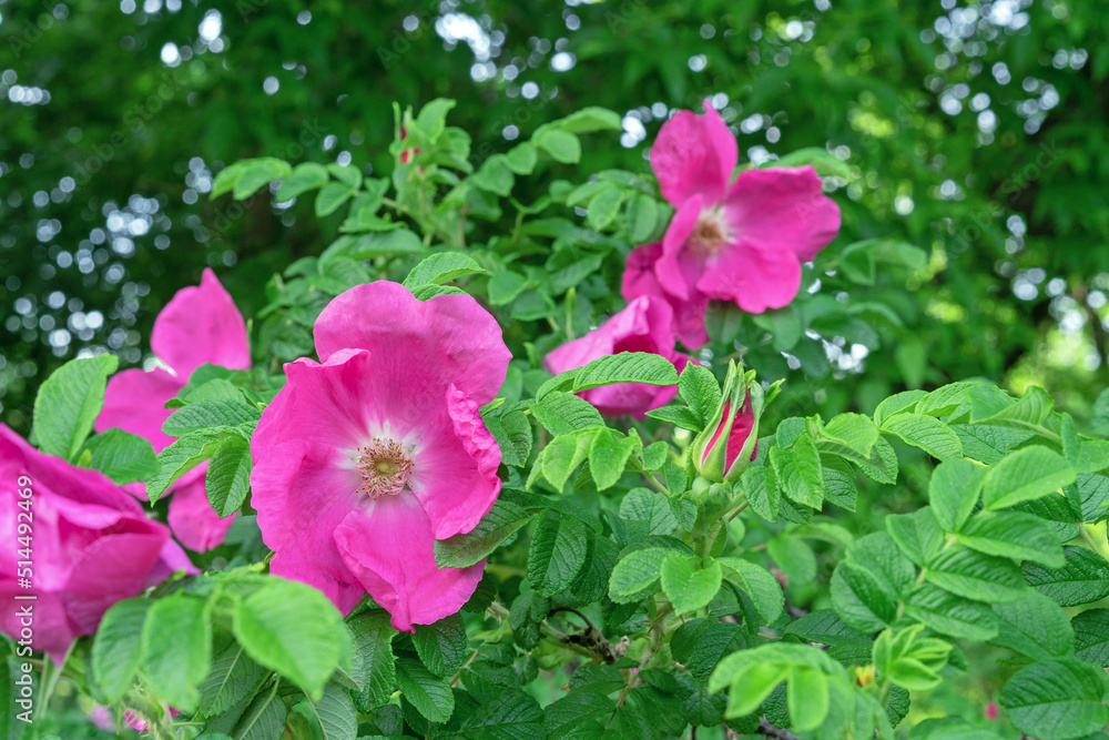 Purple rosehip flowers or dog rose against green foliage. Purple rosehip flowers or dog rose against green foliage.