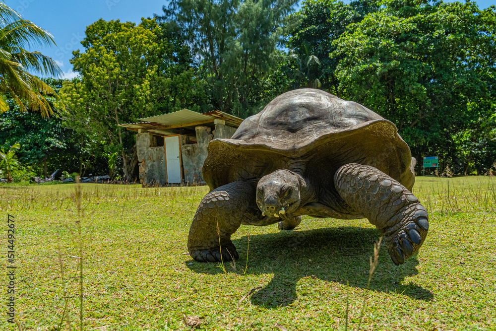 Naklejka premium Aldabra Riesenschildkröte