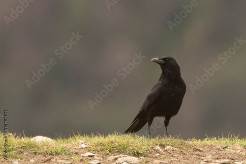 Czarnowron, carrion crow (Corvus corone) © Grzegorz