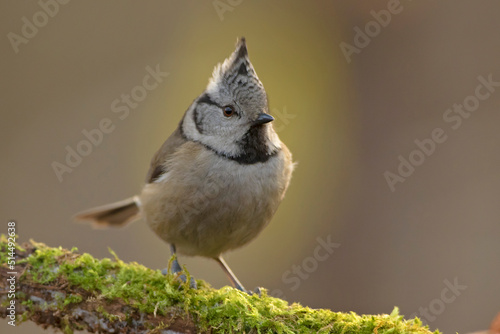 Czubatka, crested tit (Lophophanes cristatus)