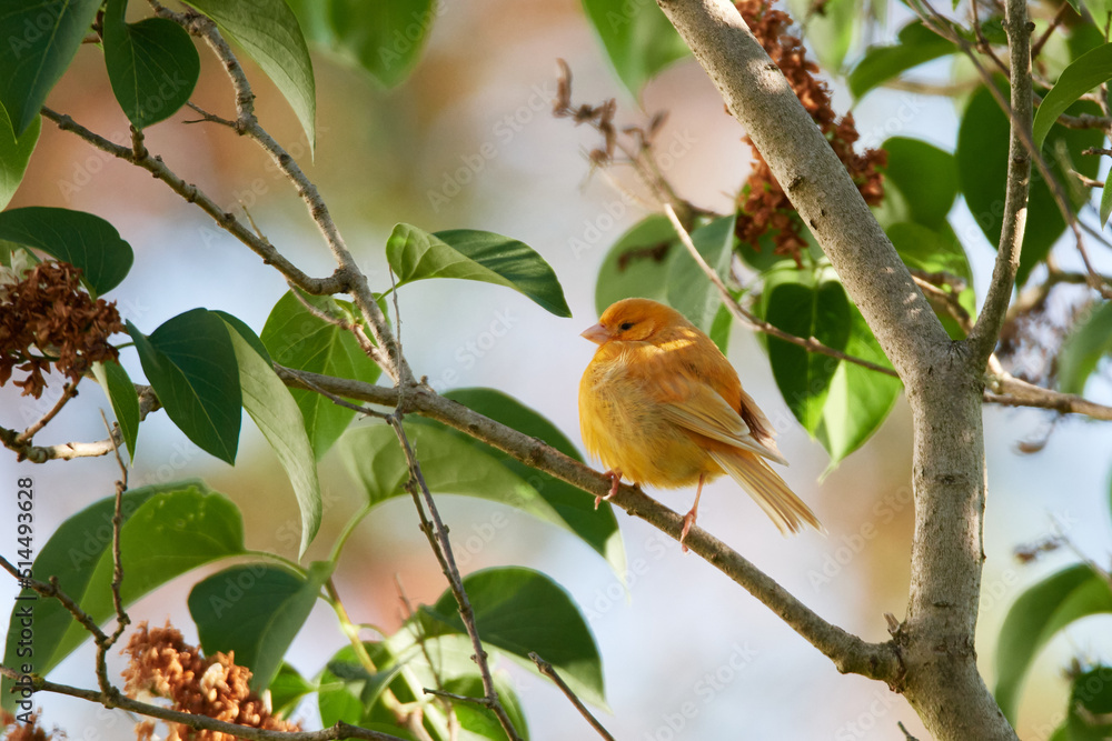 Obraz premium Ausgebüxter Kanarienvogel im Sommer