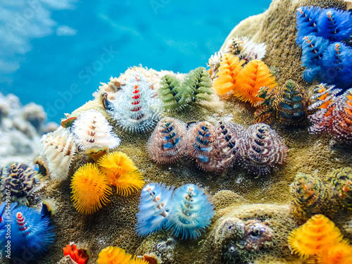 Fényképezés Colorful Christmas tree worms with coral reef and coral