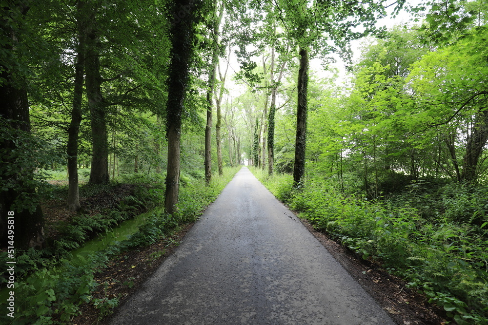 Characteristic beautiful road through the forest.