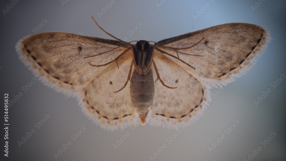 Fototapeta premium Cute beautiful butterfly or gray moth closeup