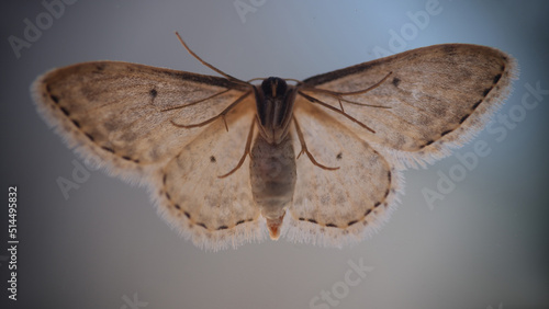 Принти на полотні Cute beautiful butterfly or gray moth closeup