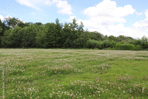 Nice view over a field of wild clover flowers. Photo was taken on a sunny day.