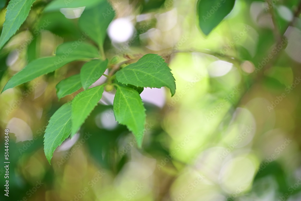 Forsythia leaves as a close up against a blurred background Forsythia leaves as a close up against a blurred background