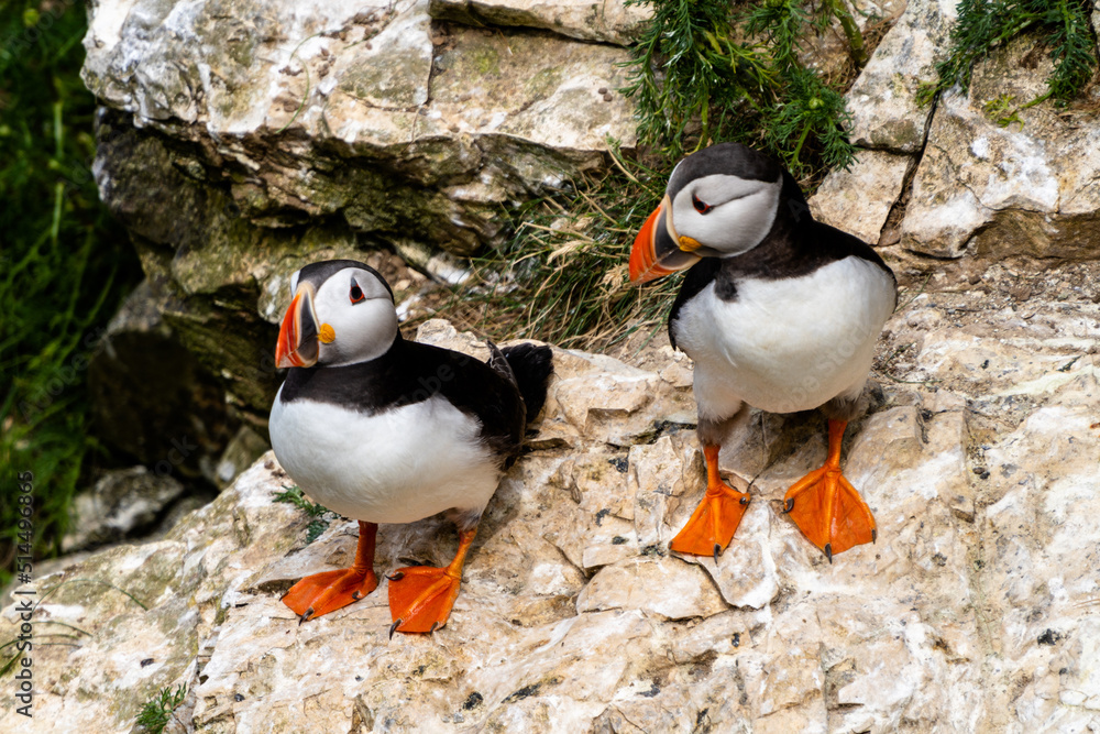 Fototapeta premium close-up view of North Atlantic Puffins in their nesting grounds at Bemtpon Cliffs Nature Reserve in Yorkshire