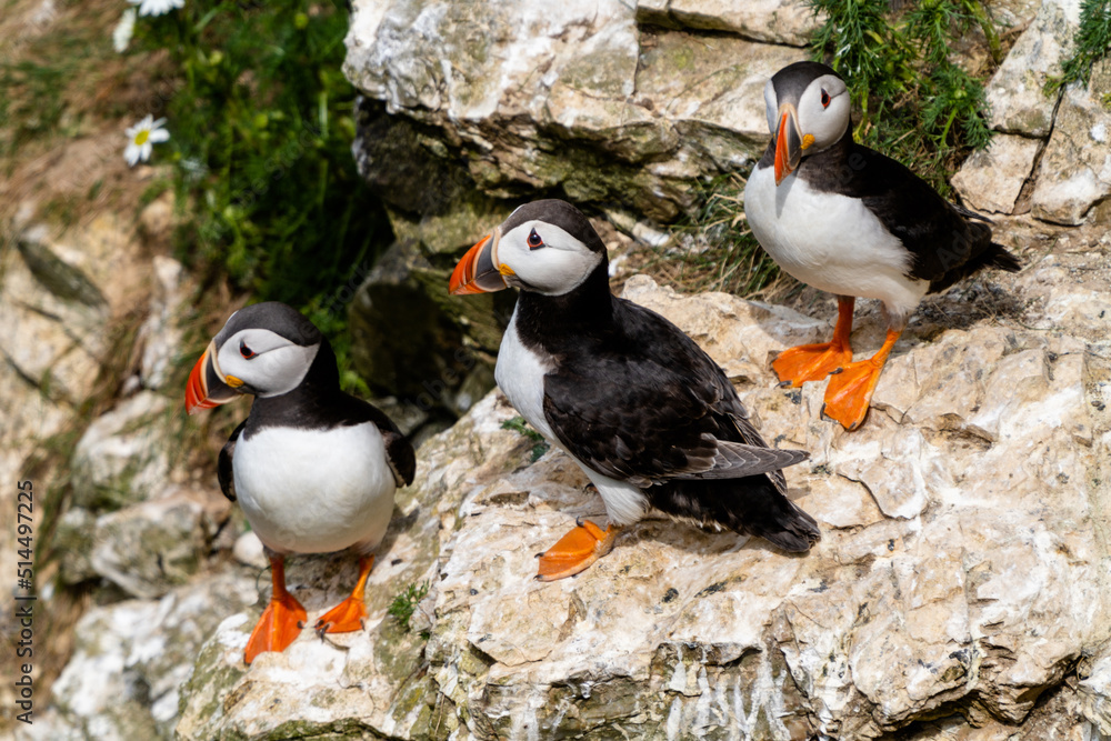 Fototapeta premium close-up view of North Atlantic Puffins in their nesting grounds at Bemtpon Cliffs Nature Reserve in Yorkshire
