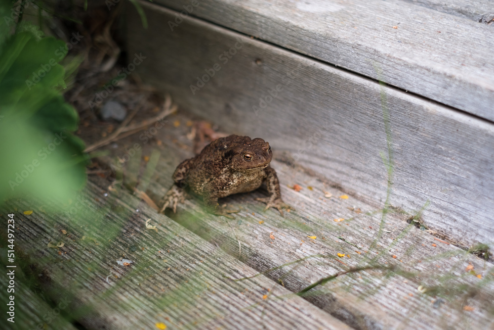 Huge frog sitting on house staircase. Green wild frog lost in town. Huge frog sitting on house staircase. Green wild frog lost in town.