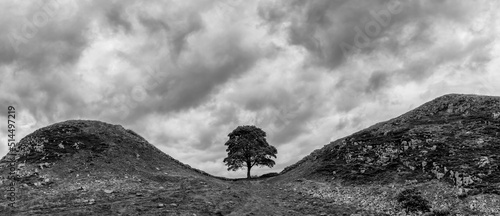 black and white view of the landmark Sycamore Gap on Hadrian's Wall in northern England photo