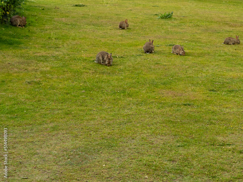 Fototapeta Naklejka Na Ścianę i Meble -  Hares eat grass.
