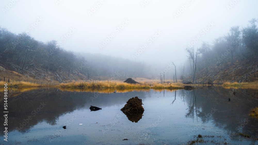 Stagnant lagoon with a lot of fog in the forest. dramatic concept. Beaver damage to the environment. Endemic species Ushuaia, Argentina
