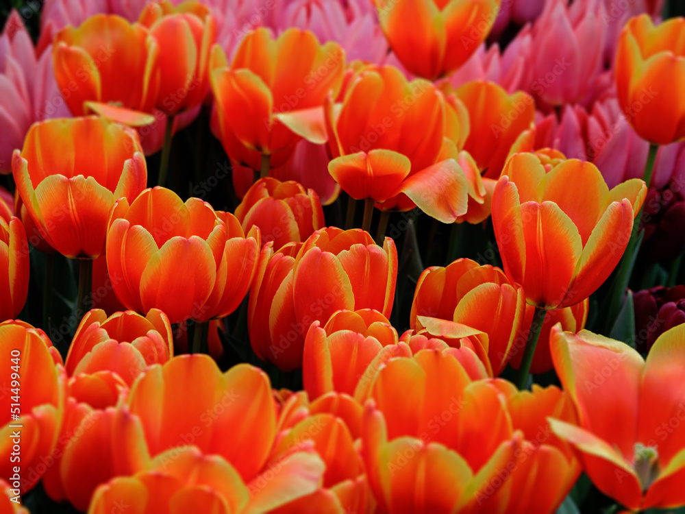 Yellow orange tulips, orange tulips on a green background Yellow orange tulips, orange tulips on a green background