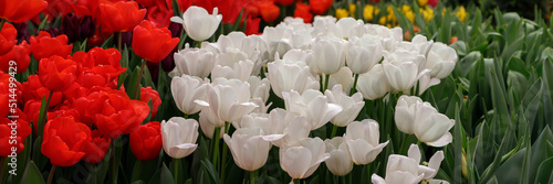 White tulips in the spring garden. Tulip flower background for spring or love concept.