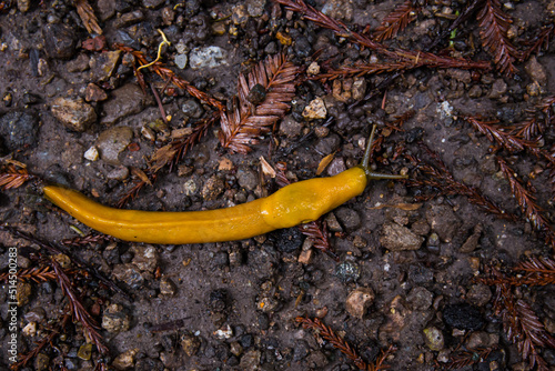 Huge banana slug in the forest