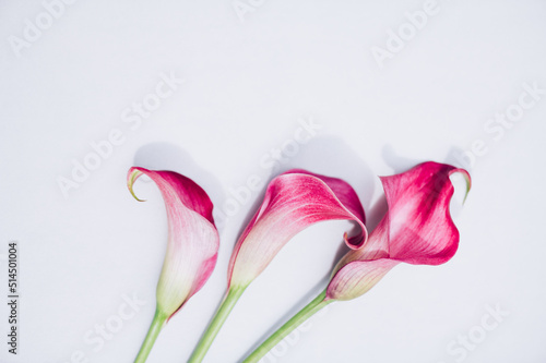 Elegant Calla Lilies on light background  copy space