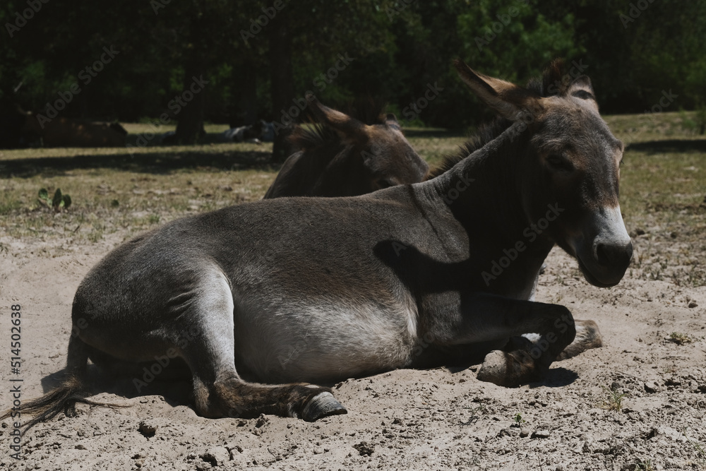 Mini donkeys laying in sand pit during Texas summer closeup being lazy and funny. Mini donkeys laying in sand pit during Texas summer closeup being lazy and funny.