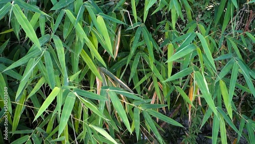 Bamboo Leaves. Bambusa tulda, or Indian timber bamboo, is considered to be one of the most useful of bamboo species. It is native to the Indian subcontinent, Indochina, Tibet, and Yunnan. photo