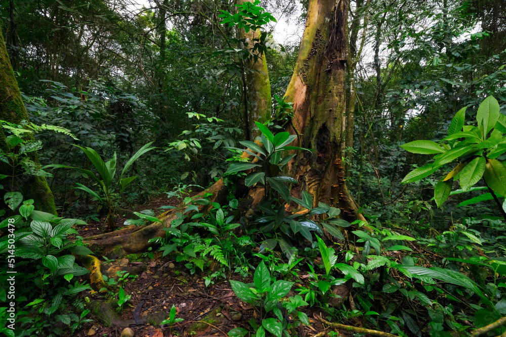 tropical forest in central america tropical forest in central america
