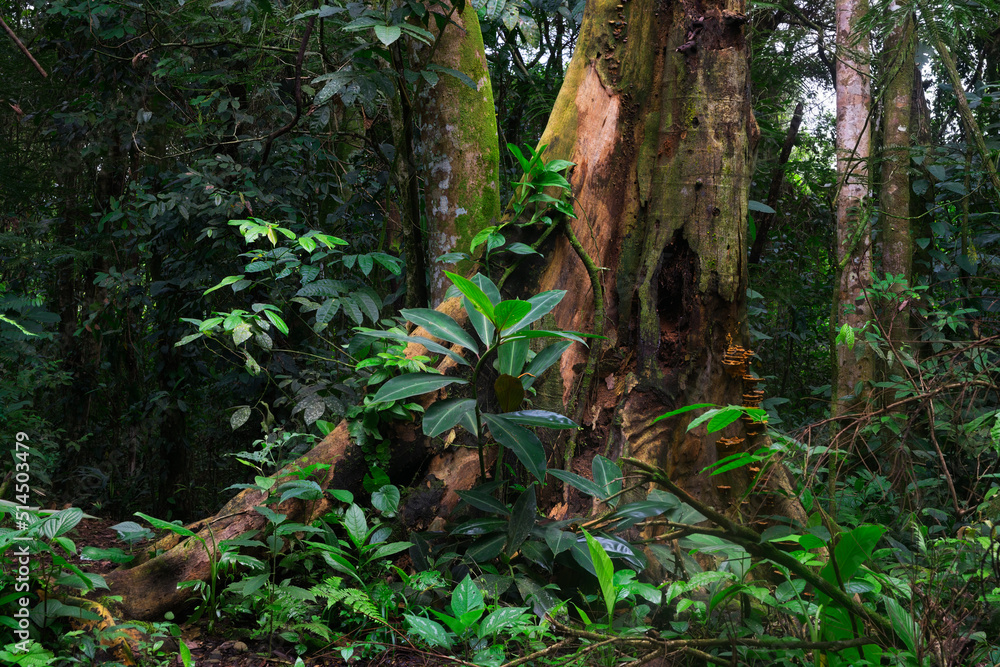 Fototapeta premium tropical forest in central america