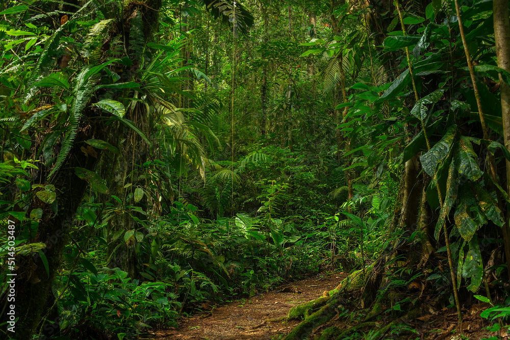 tropical forest in central america tropical forest in central america