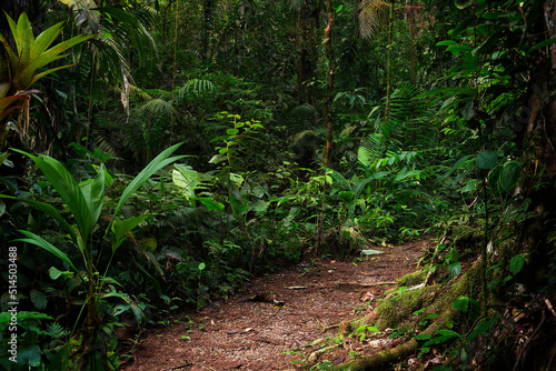 tropical forest in central america photo