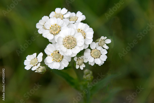 Schafgarbe (Sumpf-Schafgarbe, Achillea ptarmica), blühend photo