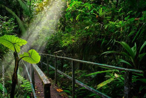 tropical forest in central america