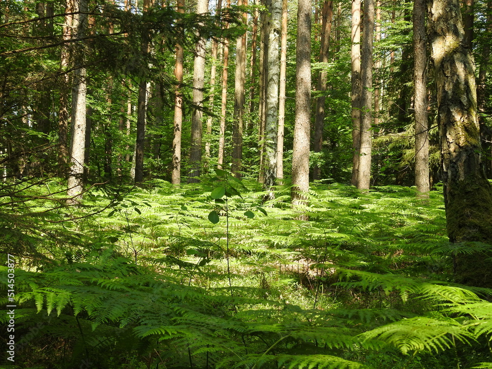 forest in the morning forest in the morning