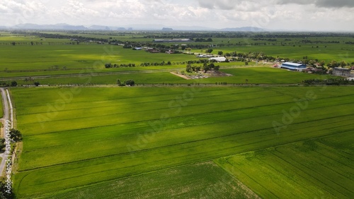 The Paddy Rice Fields of Kedah and Perlis, Malaysia