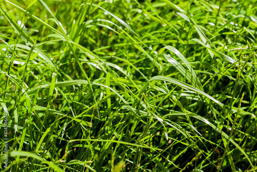 Fresh green grass background, texture, sunny spring day Fresh green grass background, texture, sunny spring day